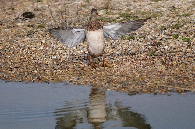 gadwall, gadwalls ducks,-3.jpg - FEMALE GADWALL - TITCHFIELD HAVEN - 11.3.09 (MORE GADWALLS - SEE SPECIAL BIRDS)